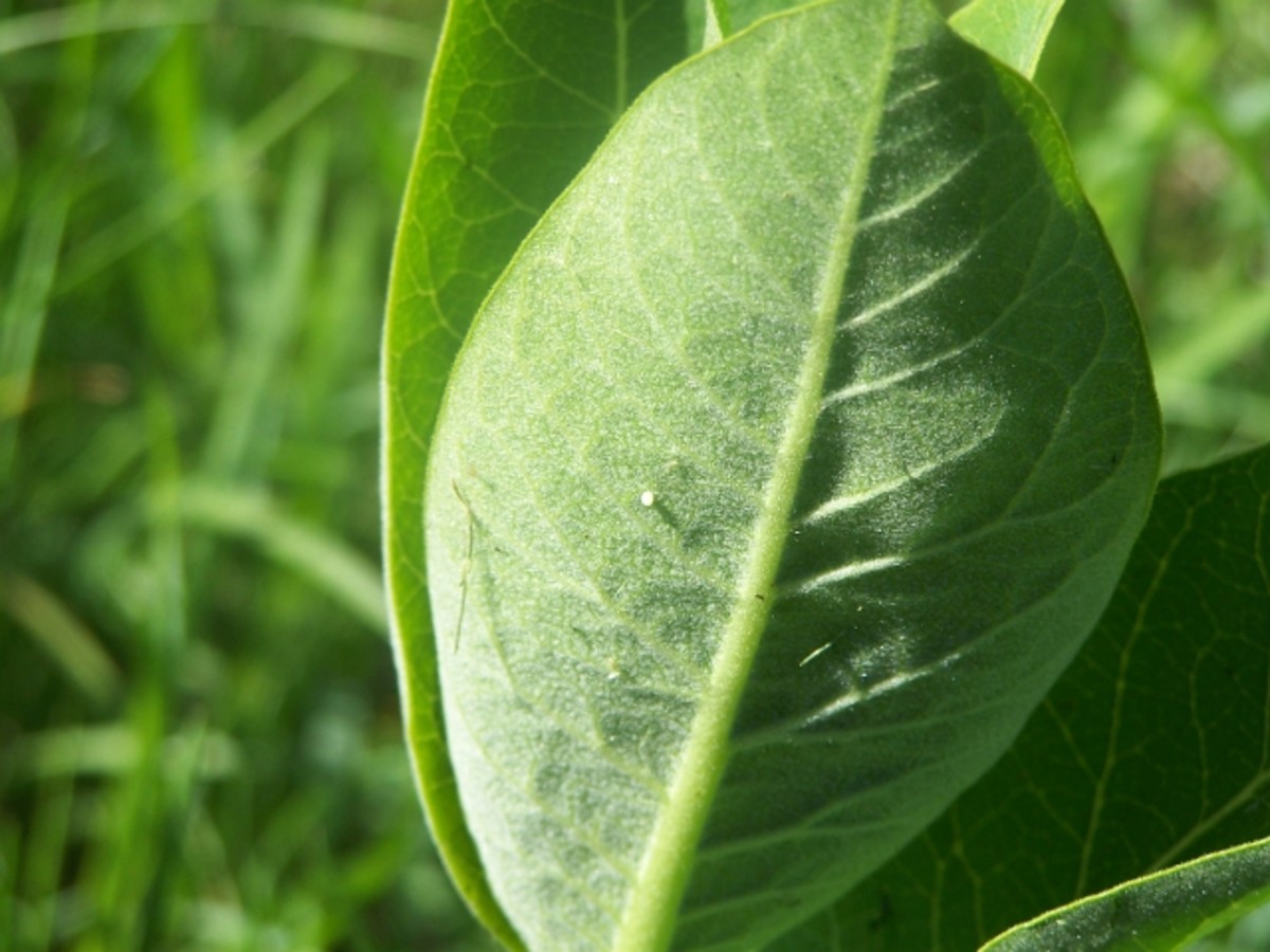 You can see the tiny little white egg on the milkweed leaf. Monarch Egg 