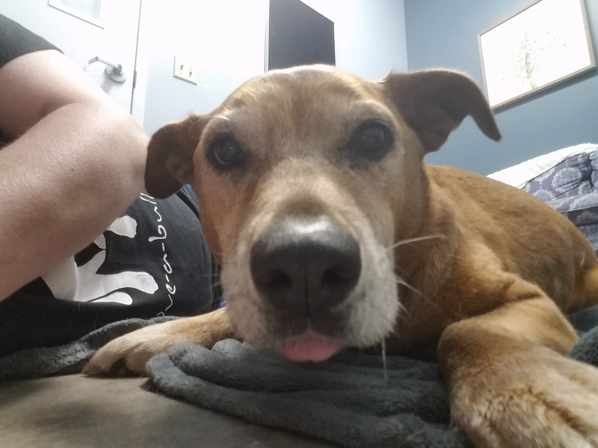 Saving a Dog Who Is 13-Years-Old