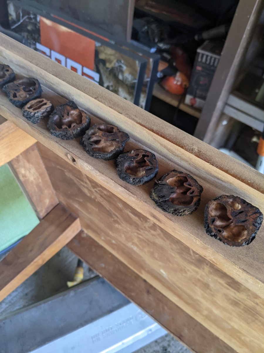 Glue walnut slices across in a semi constant pattern.