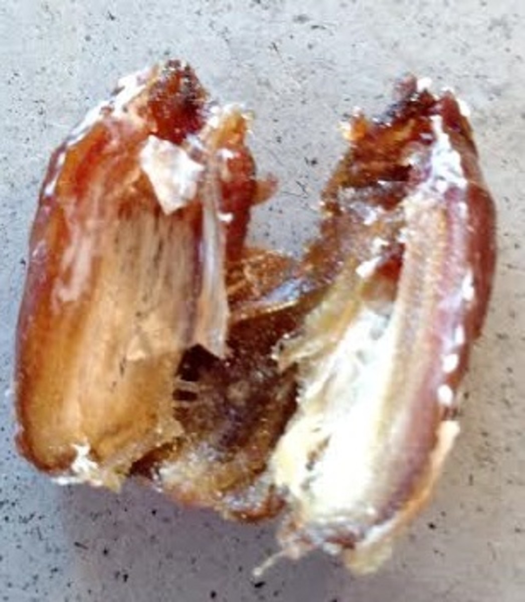 Bacon Wrapped Figs and Dates HubPages