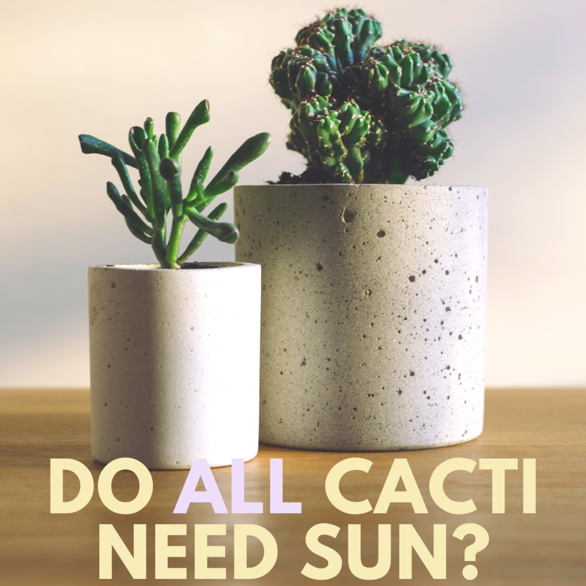 cactus need sunlight