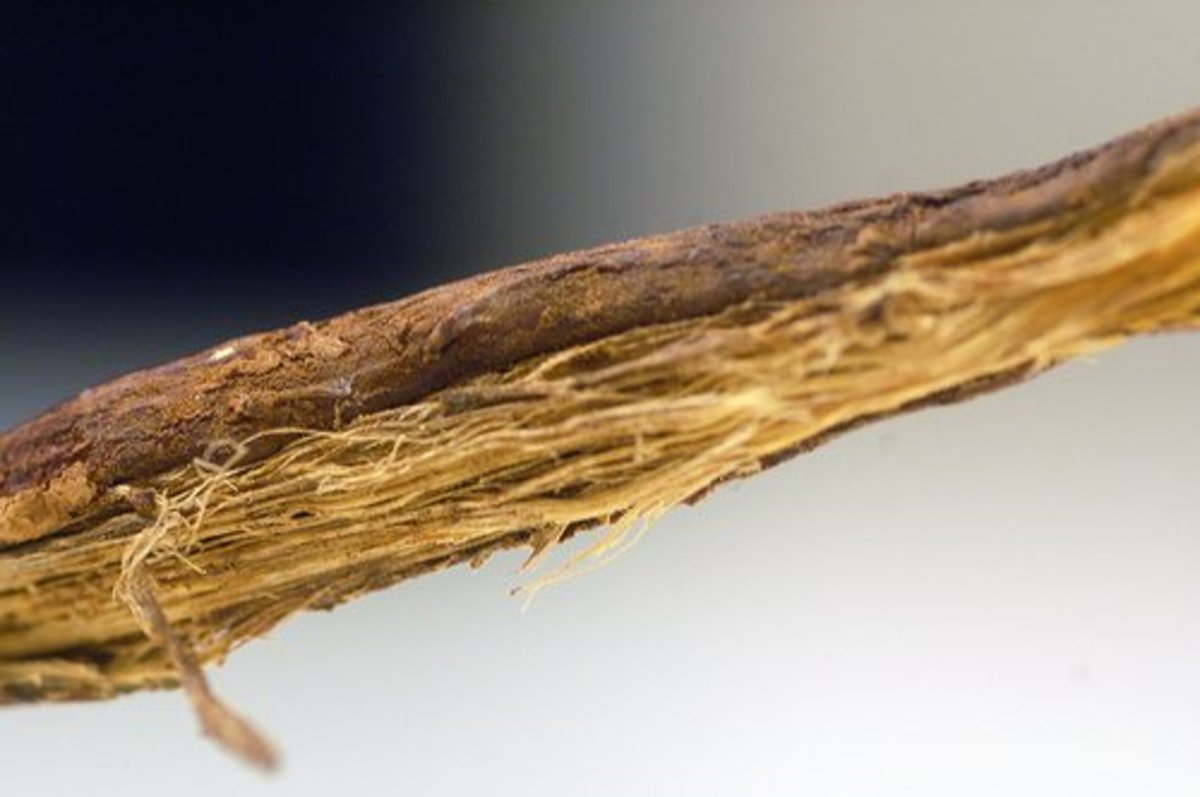 Natural Shingles Remedy Lemon Balm and More HubPages