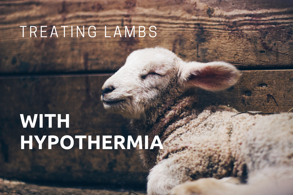 Hypothermia in Lambs: What to Do If the Lamb Is Cold or Hypothermic