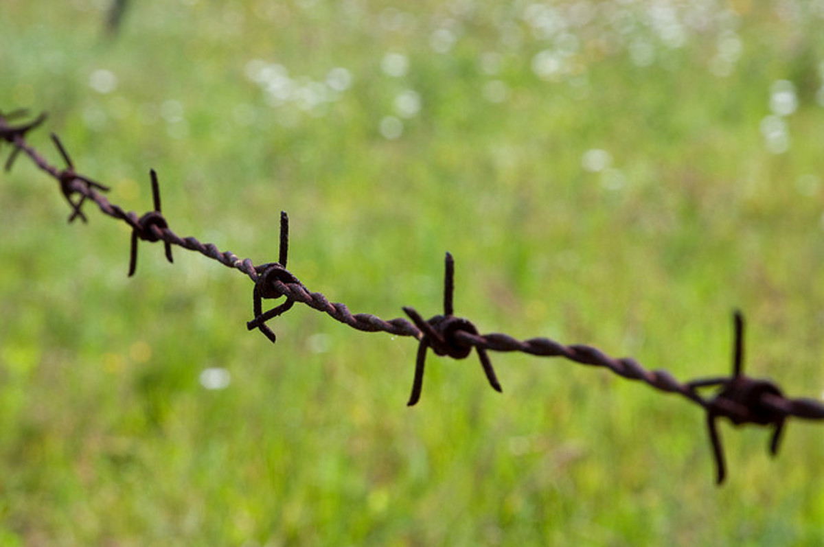 A Few Strands of Barbed-Wire Fence