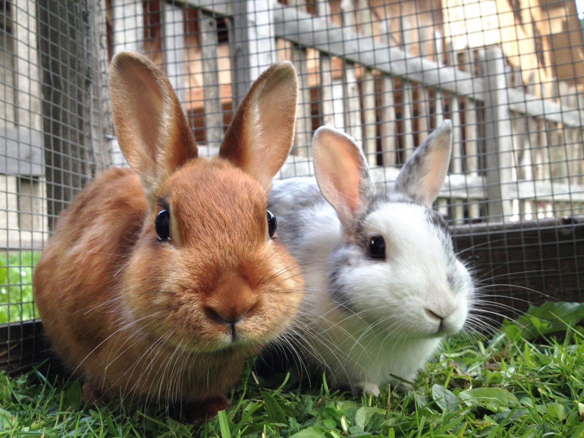 rabbit-happiness-and-longevity