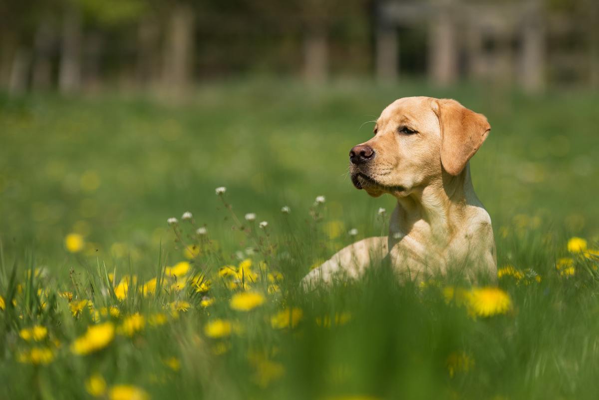 Unlike cow manure, your dog's poop does not act as a fertilizer.