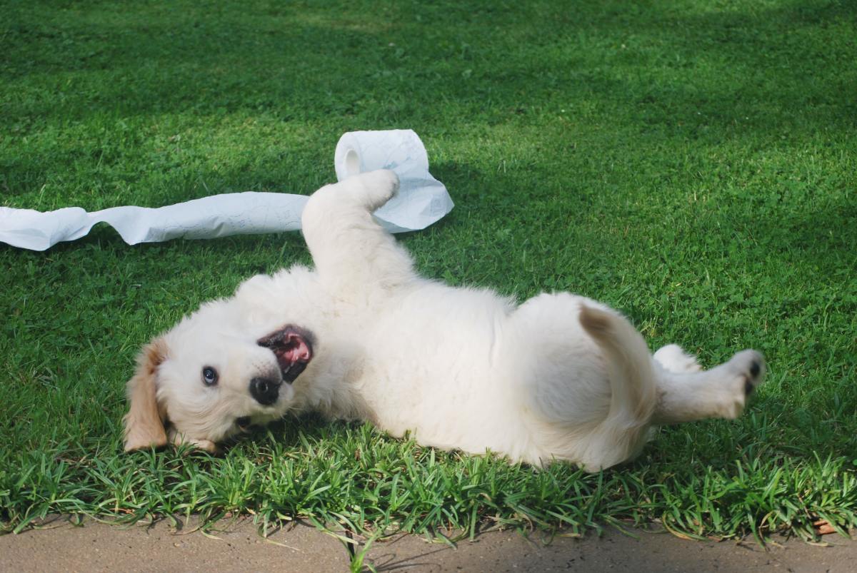 A healthy puppy produces a lot of poop, but how does it affect grass?