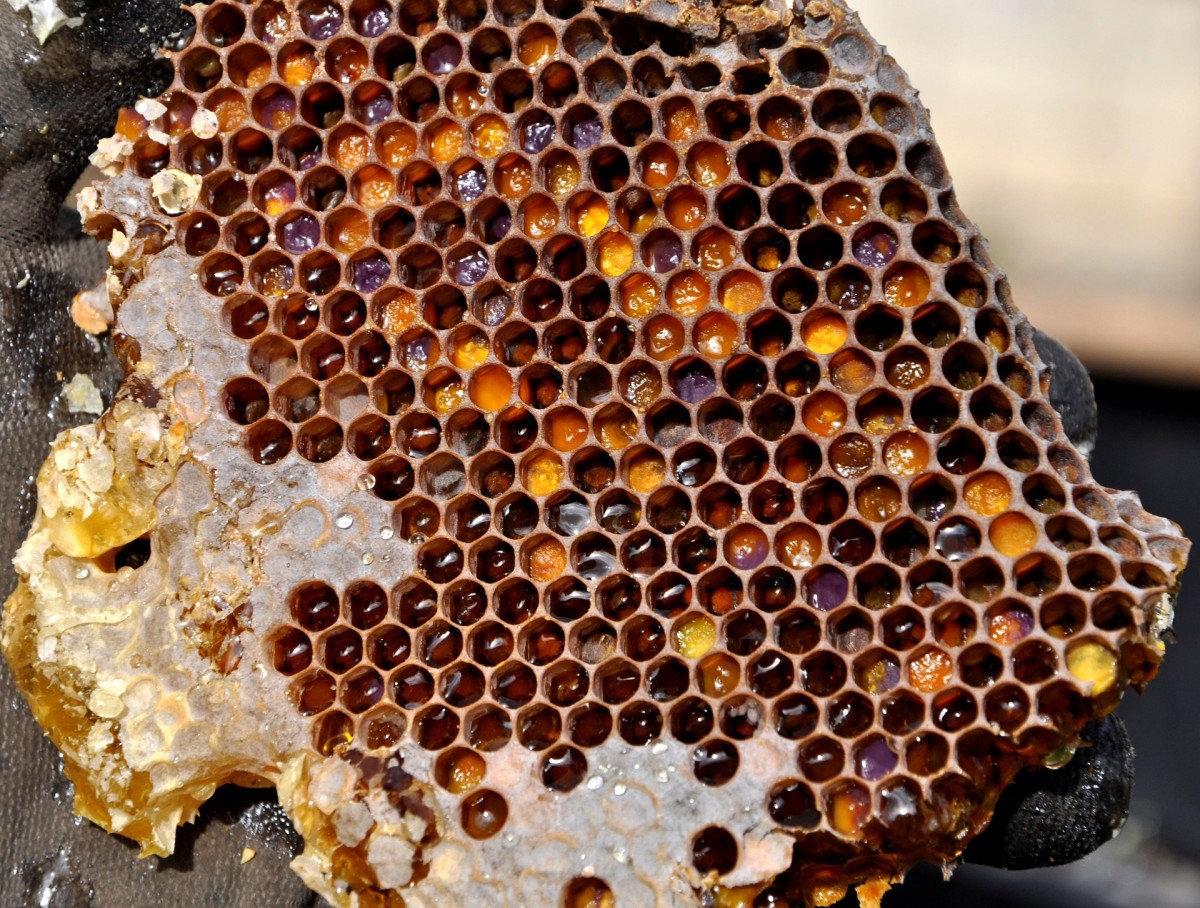 Honeycomb filled with honey