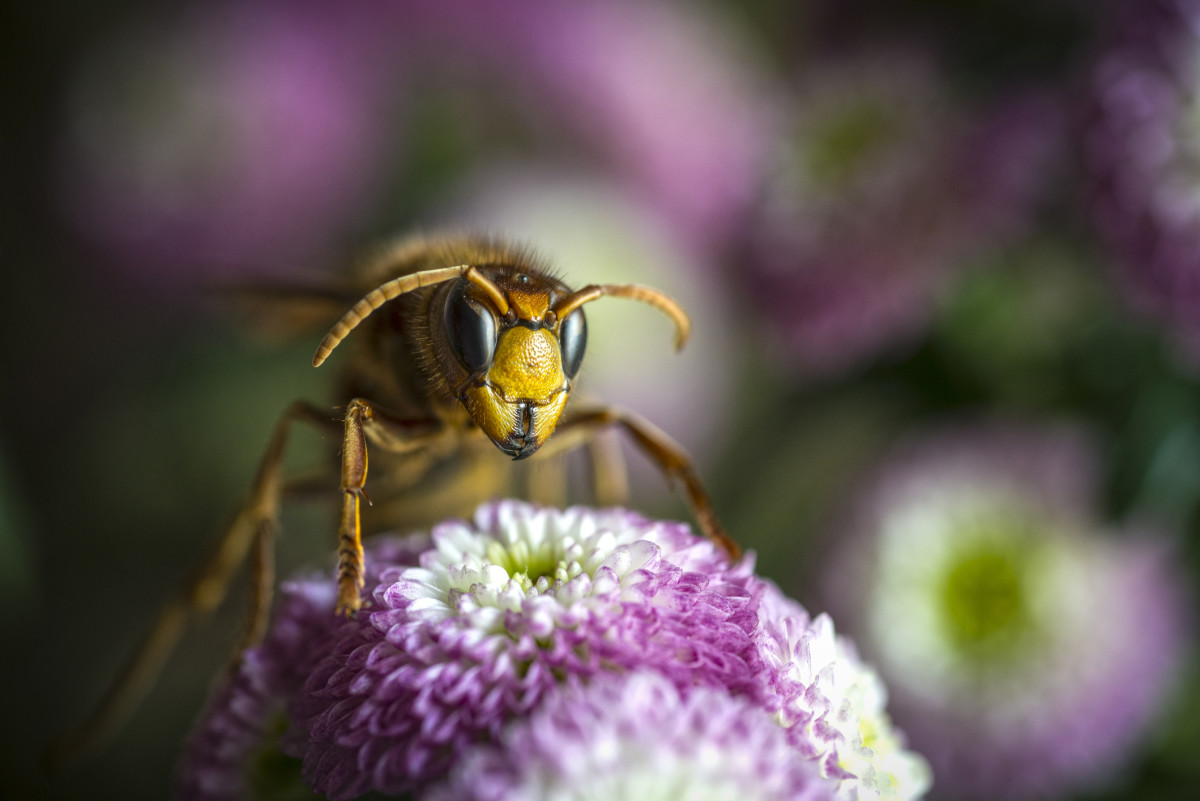 5 Facts About the Asian Giant Hornet