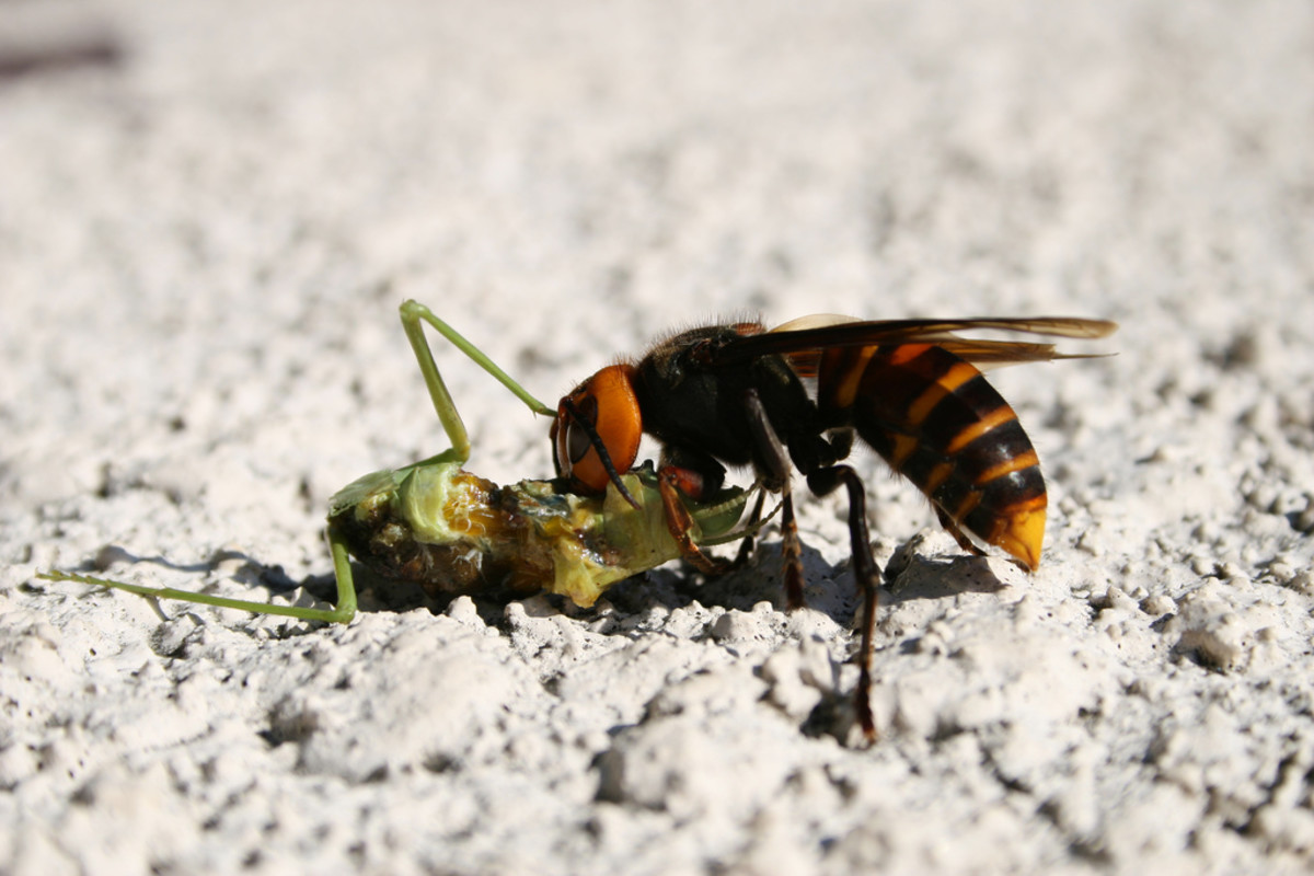 正在吃螳螂的亚洲大黄蜂。
