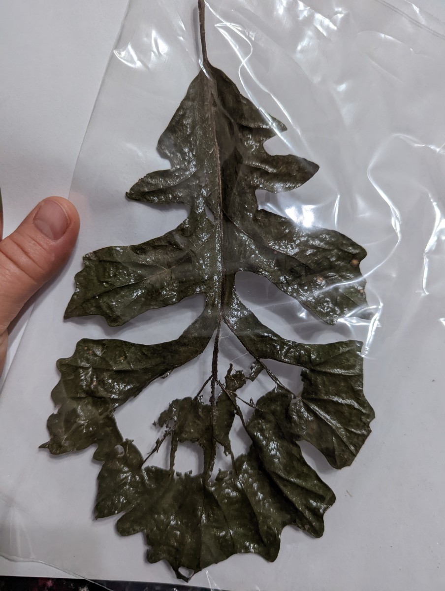 Leaf Carving Art - Using Large Oak Leaves