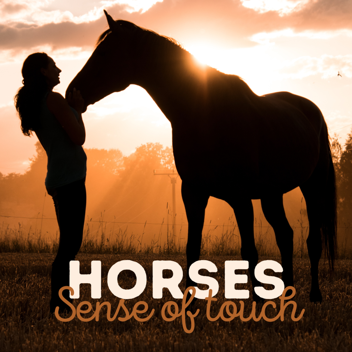 Horses: Their Sense of Feel and Touch