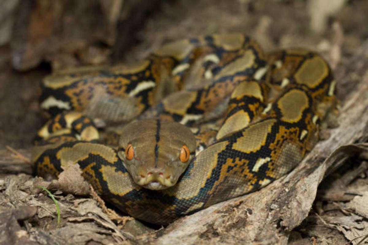 The Philippine reticulated python is called Sawa. 