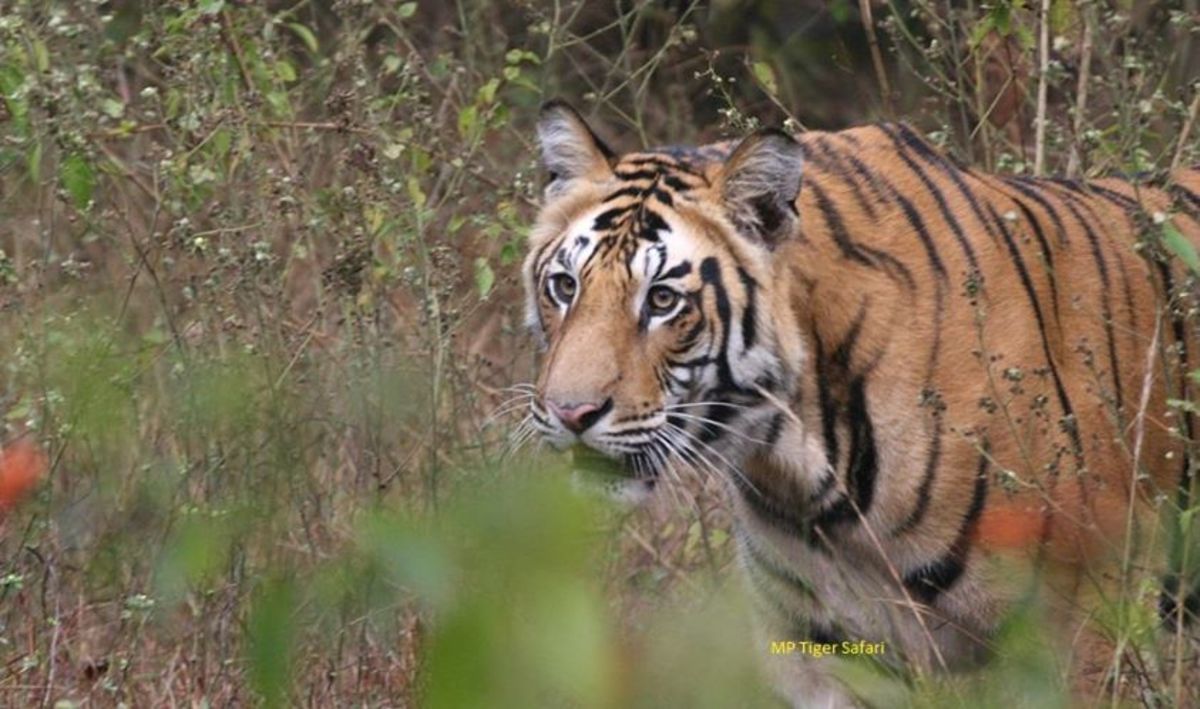 Historic Bandhavgarh Fort in India - HubPages