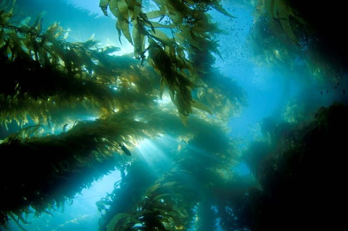 The Only Guide You Need to Harvest Seaweed