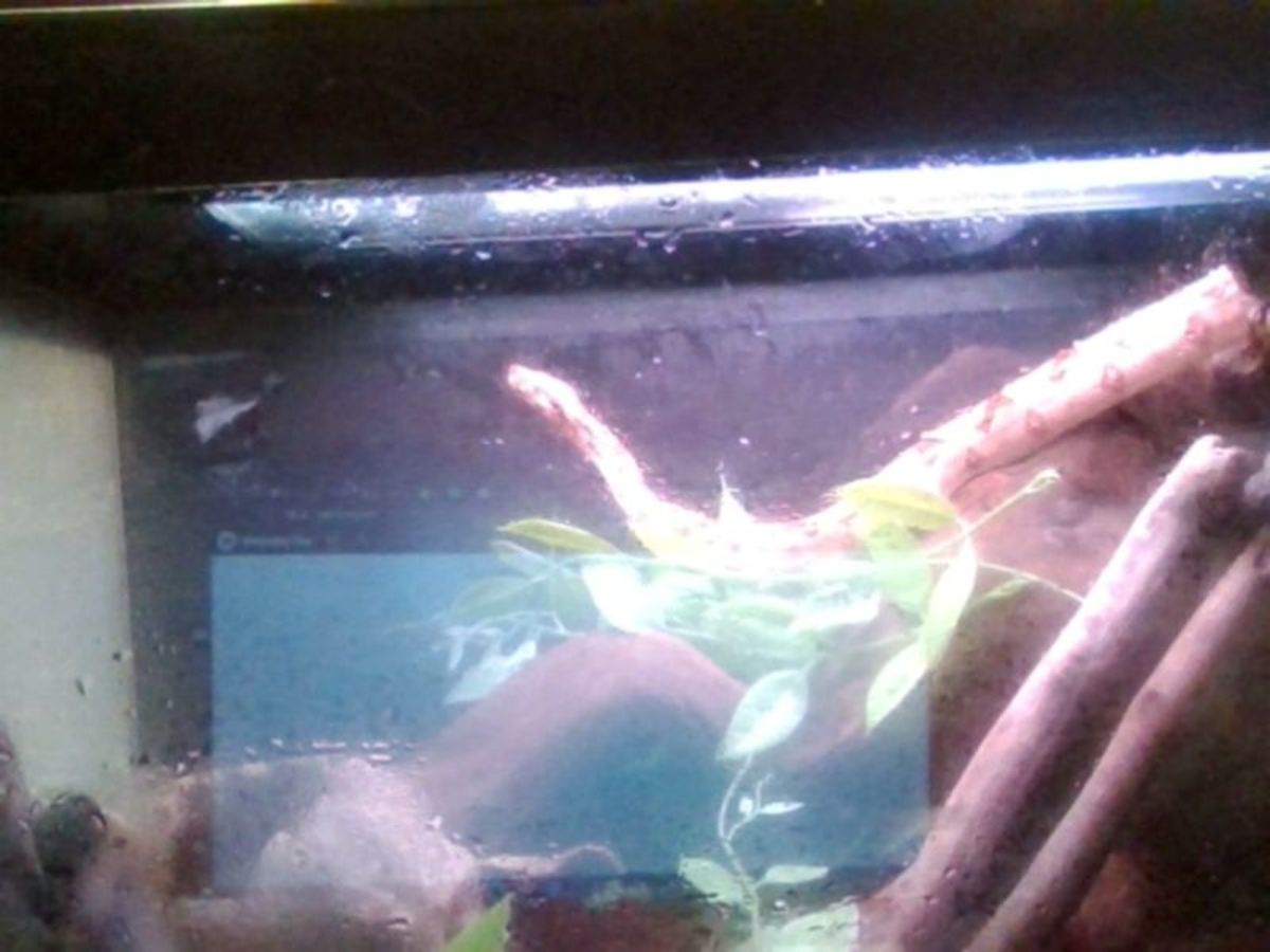 Signs Your African Dwarf Frog Is Dying - PetHelpful