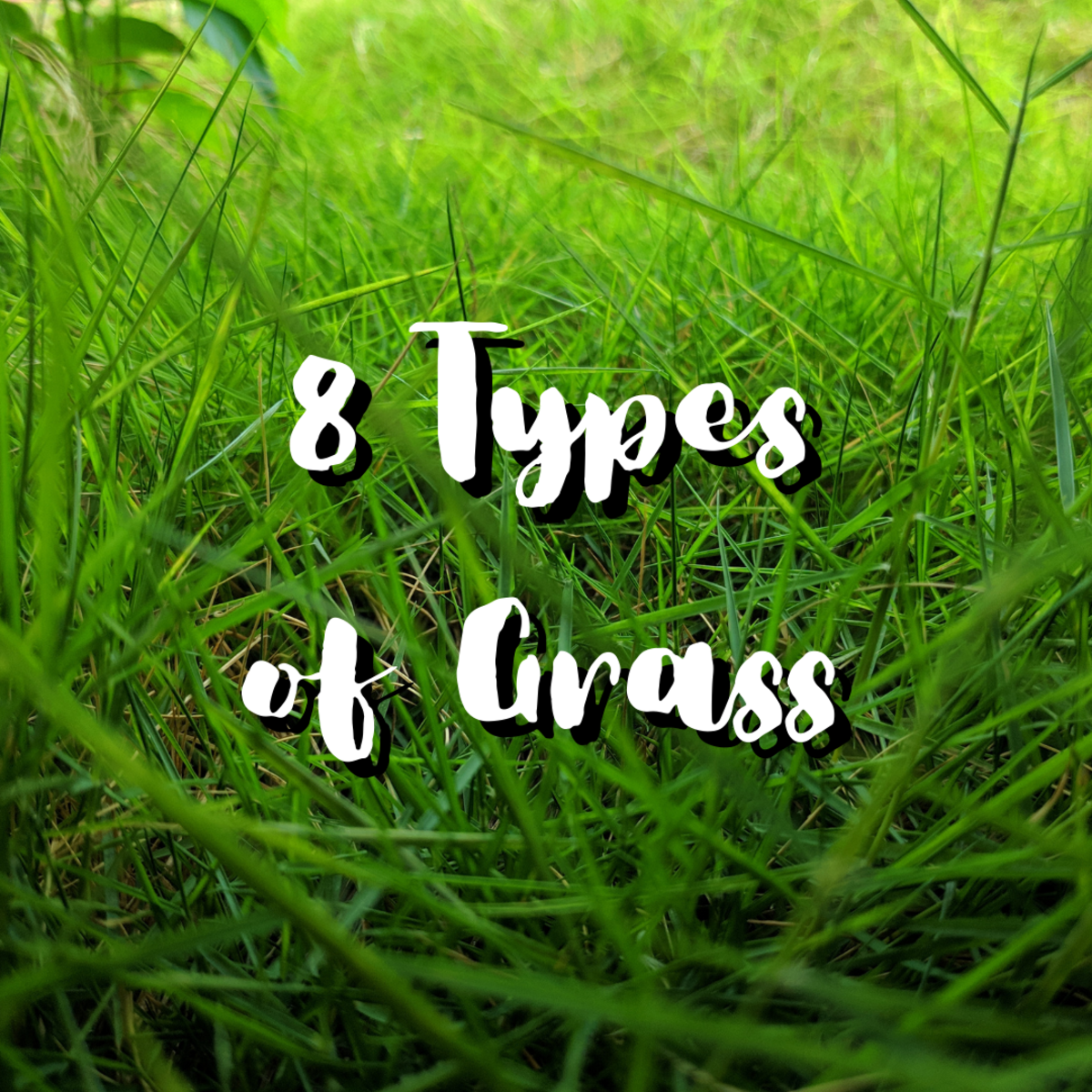 Read on to learn about eight varieties of grass, including Zebra grass, bamboo, and Blood grass.