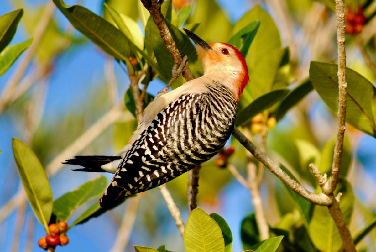 All Woodpecker Species Found in Illinois