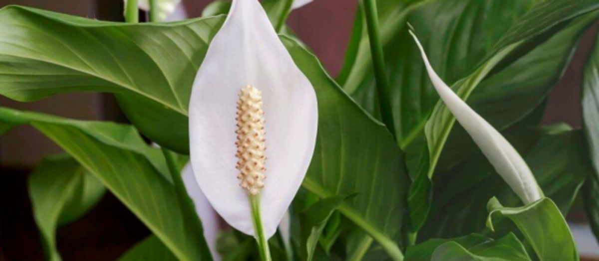 the-peace-lily-a-plant-that-brings-elegance-and-grace-to-your-home