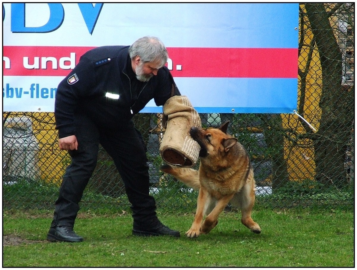 How To Become A Dog Trainer In Your Spare Time PetHelpful