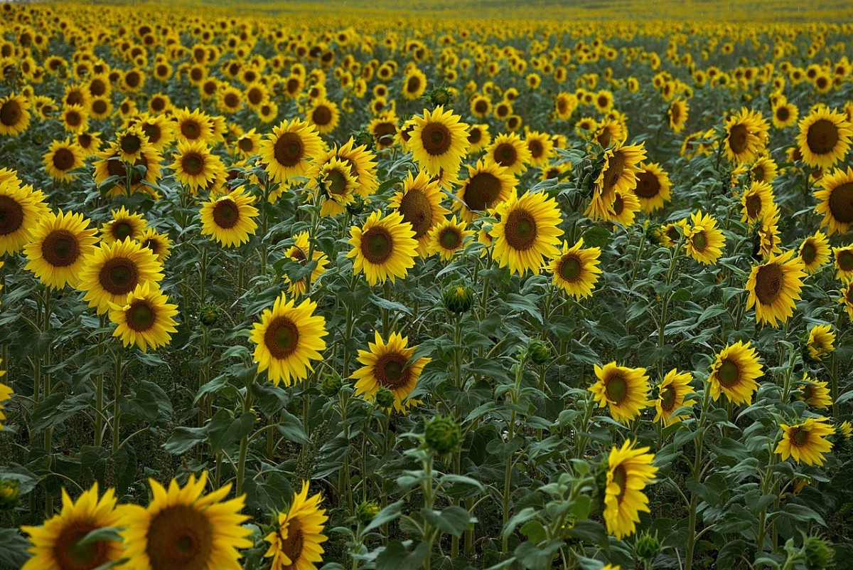 Facts About Sunflowers: History, Description, Types, and Uses