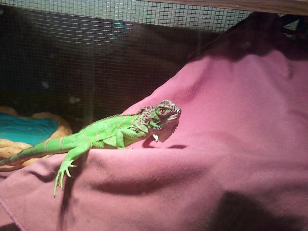 What the Iguana Guru's Don't Tell You About These Pets