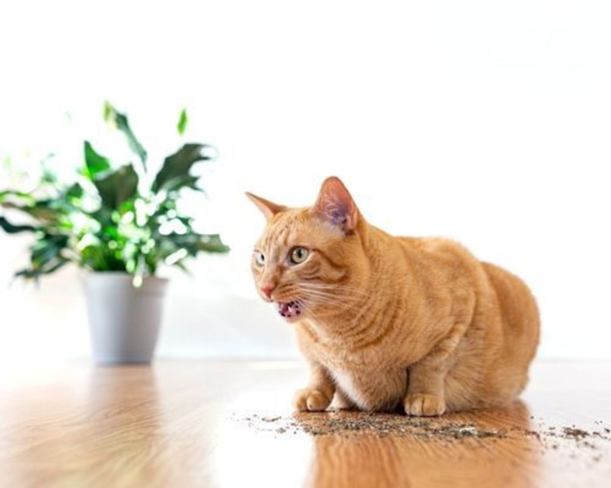 Is Catnip Addictive? Why Some Cats Can't Get Enough PetHelpful