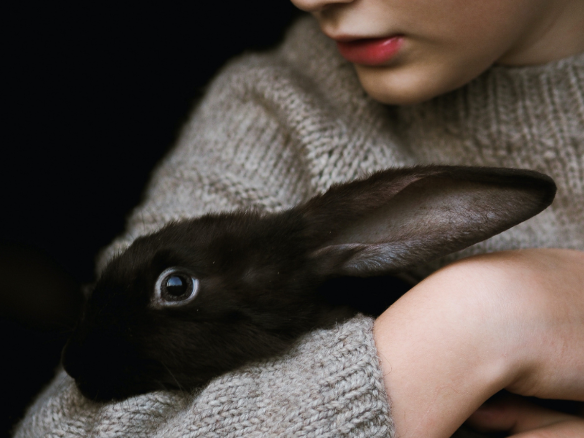 Effective Ways to Care for a Rabbit With Arthritis at Home PetHelpful