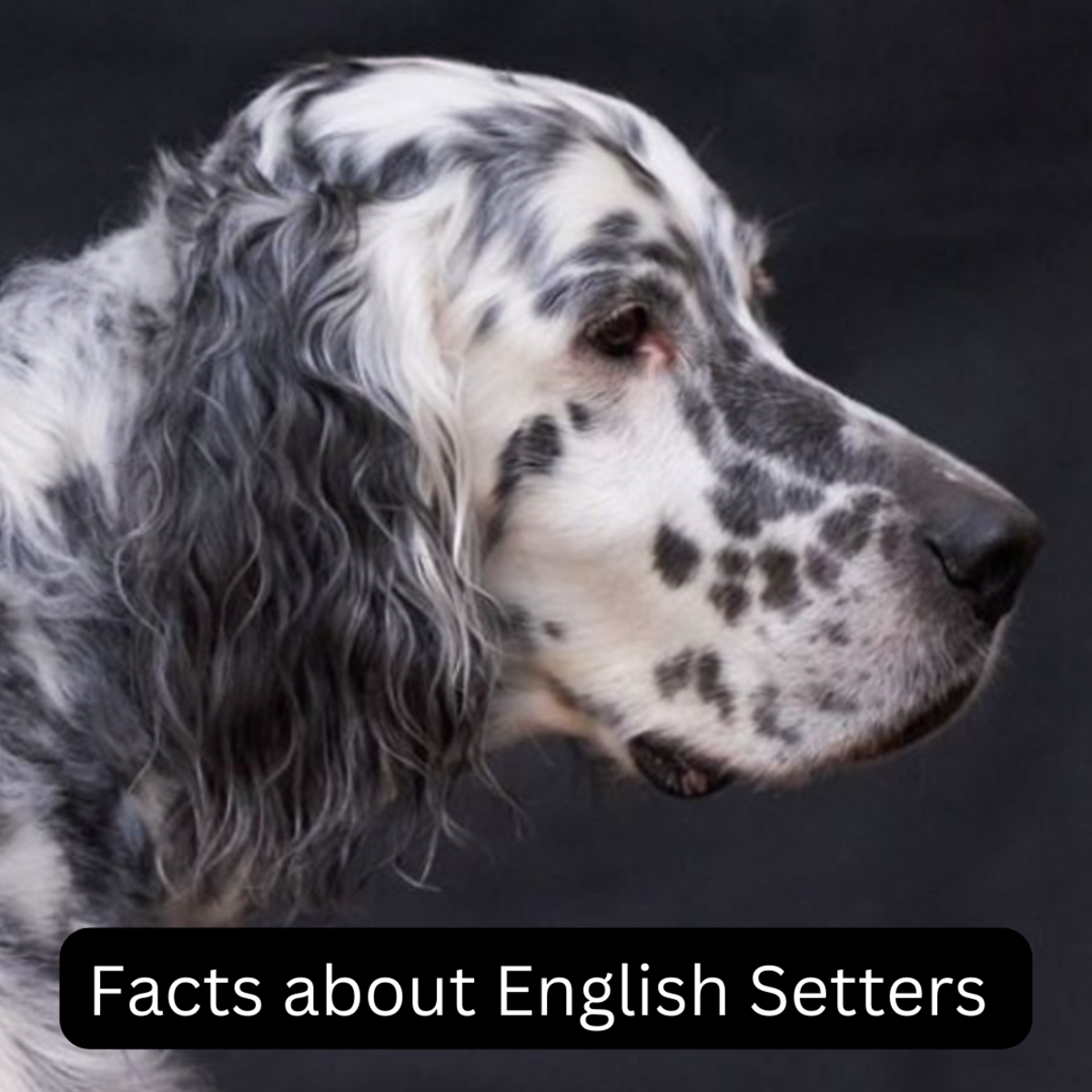 15 Facts About English Setters