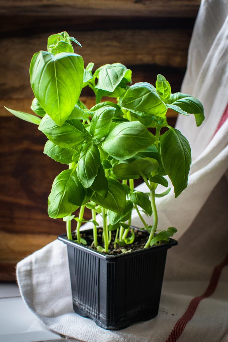 Basil as a Witching Herb for the Kitchen Witch