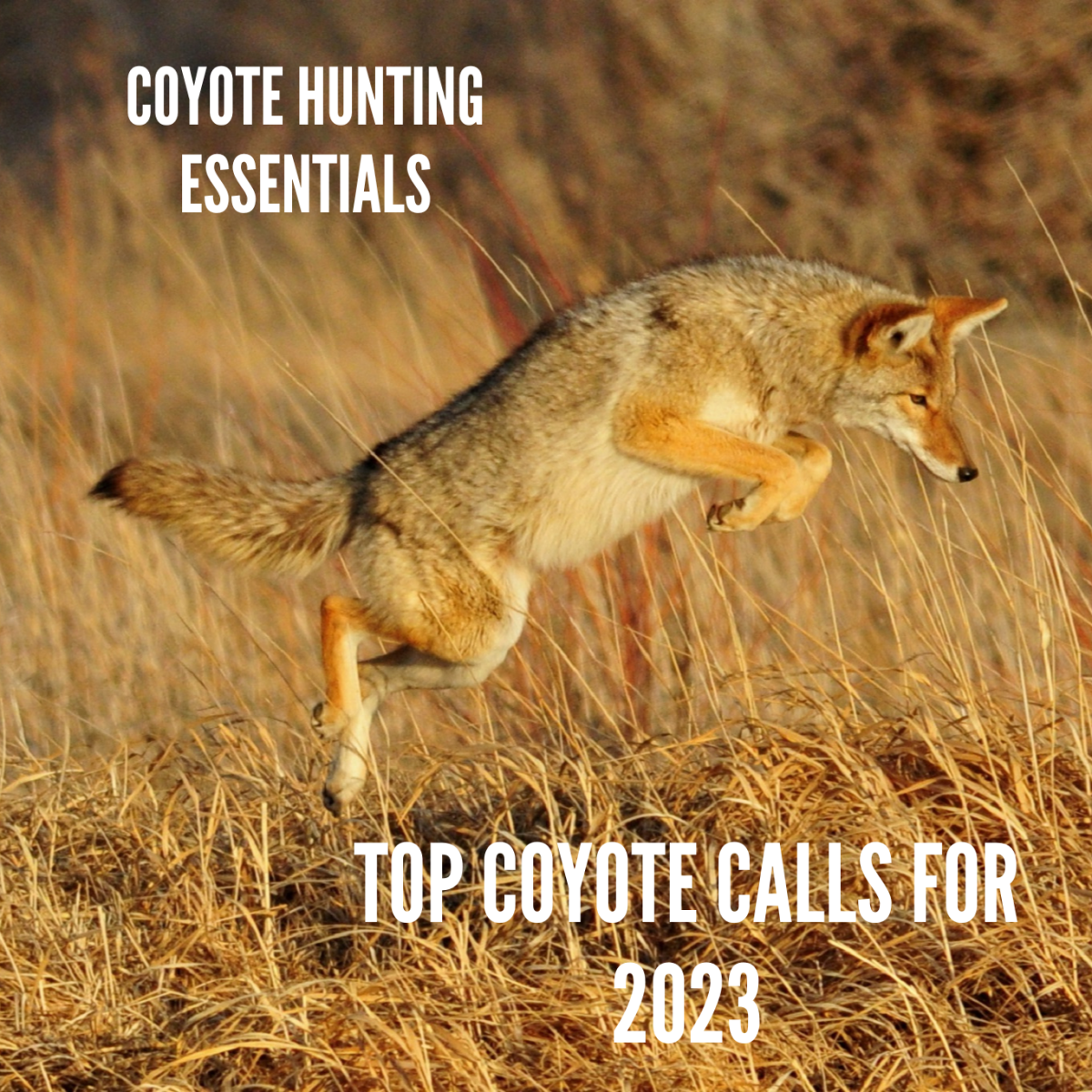 Coyote Hunting Gear: 3 Best Non-Electronic Predator Calls for 2023