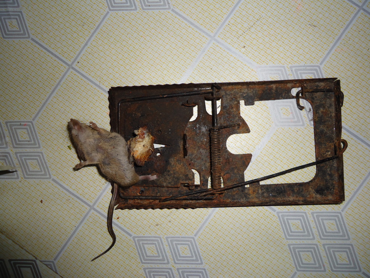 Trapping Rats Using the Scissor Spring Rat Trap