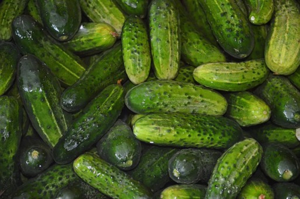 How To Use Cucumber Fruit as Alternative Laxative to Cleanse the Bowel