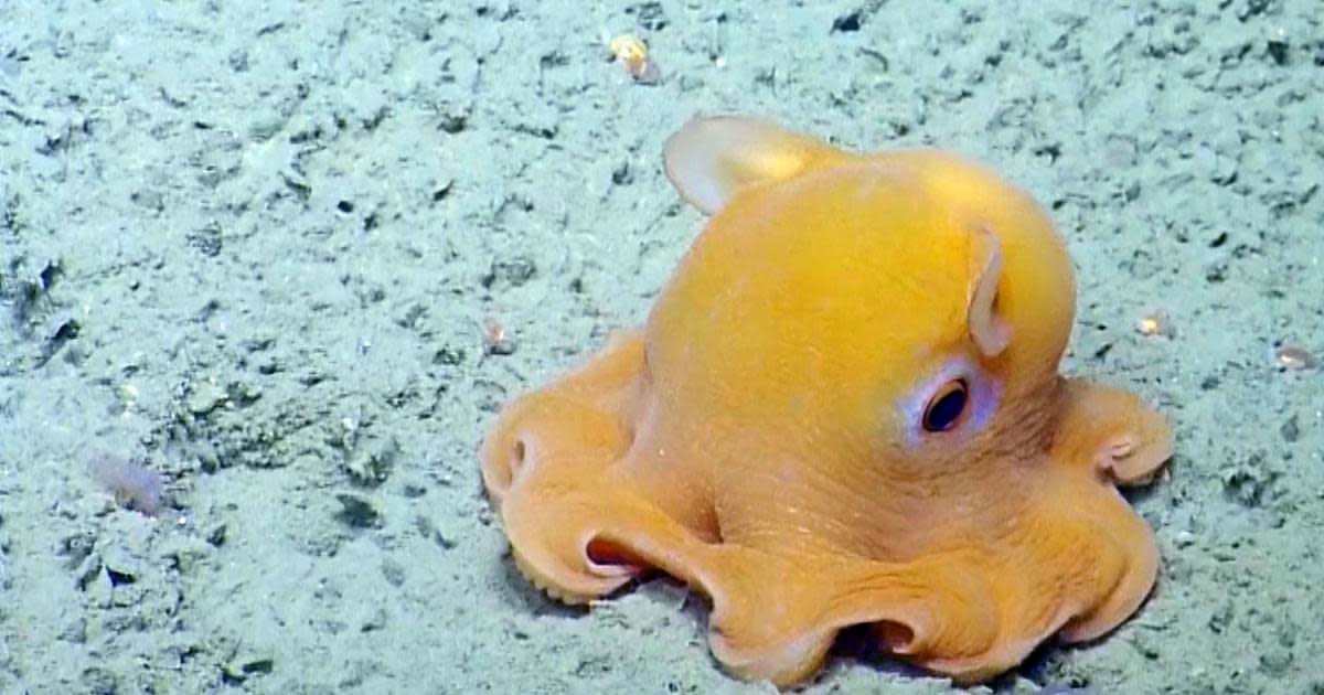 10 Deep-sea Creature Found in the Mariana Trench - HubPages