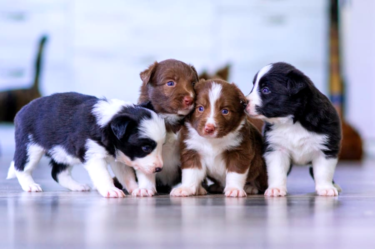 The Dog Breeder - How to Start a Dog Business
