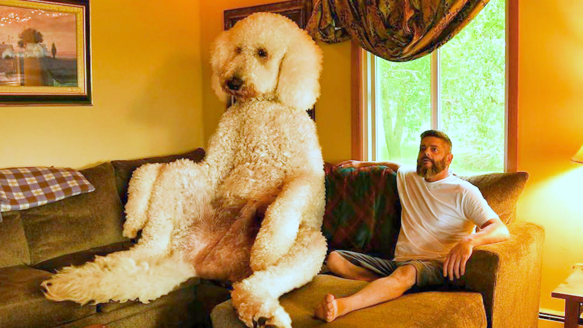 The World's Biggest Dogs