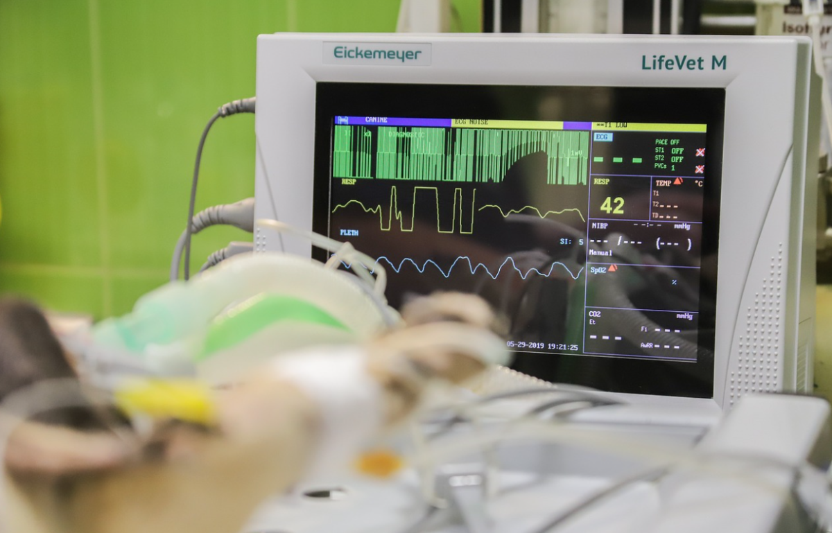 Chemical Castration Versus Surgical Castration in Dogs HubPages