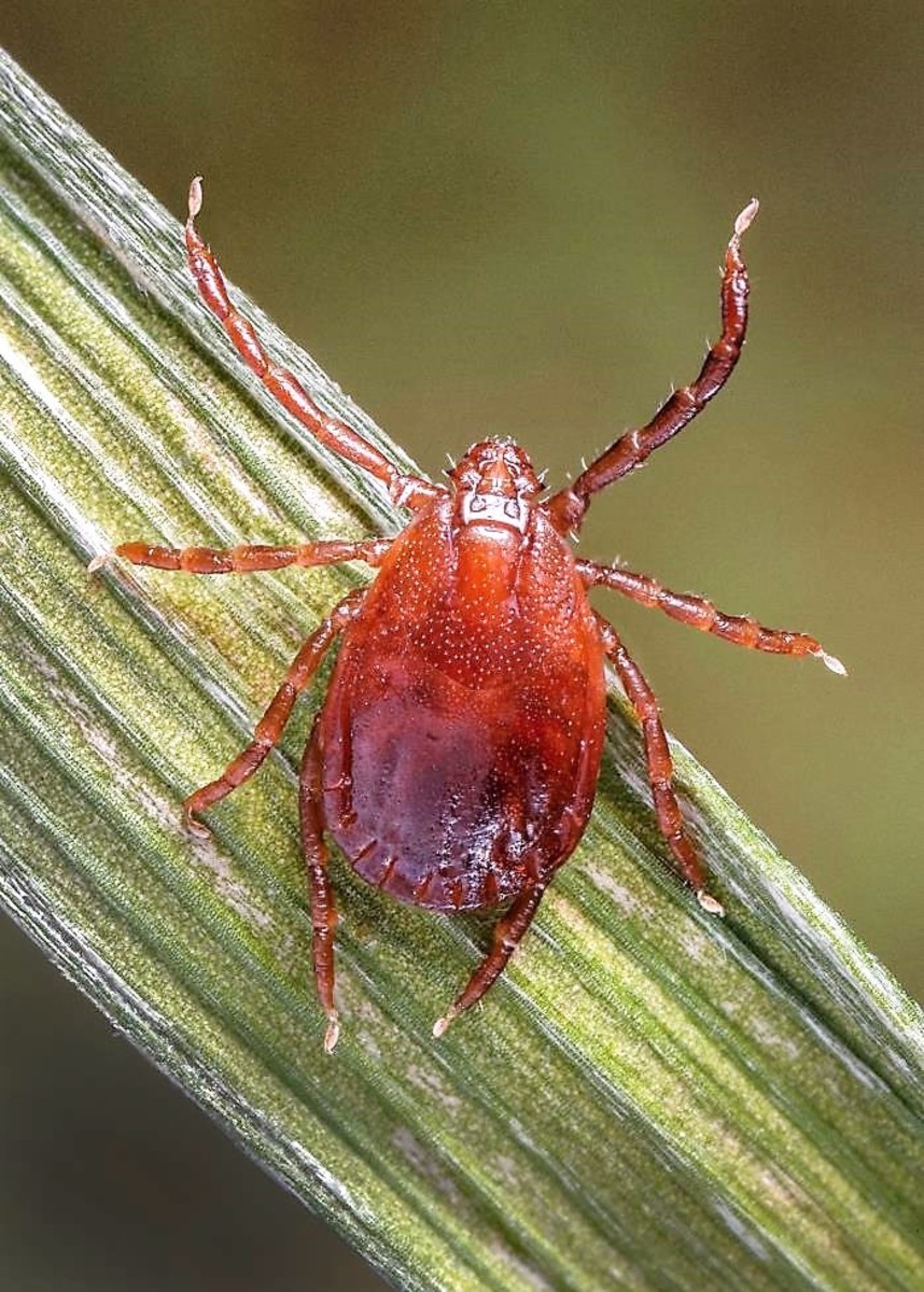 Asian Longhorned Tick Facts and Potential Health Effects