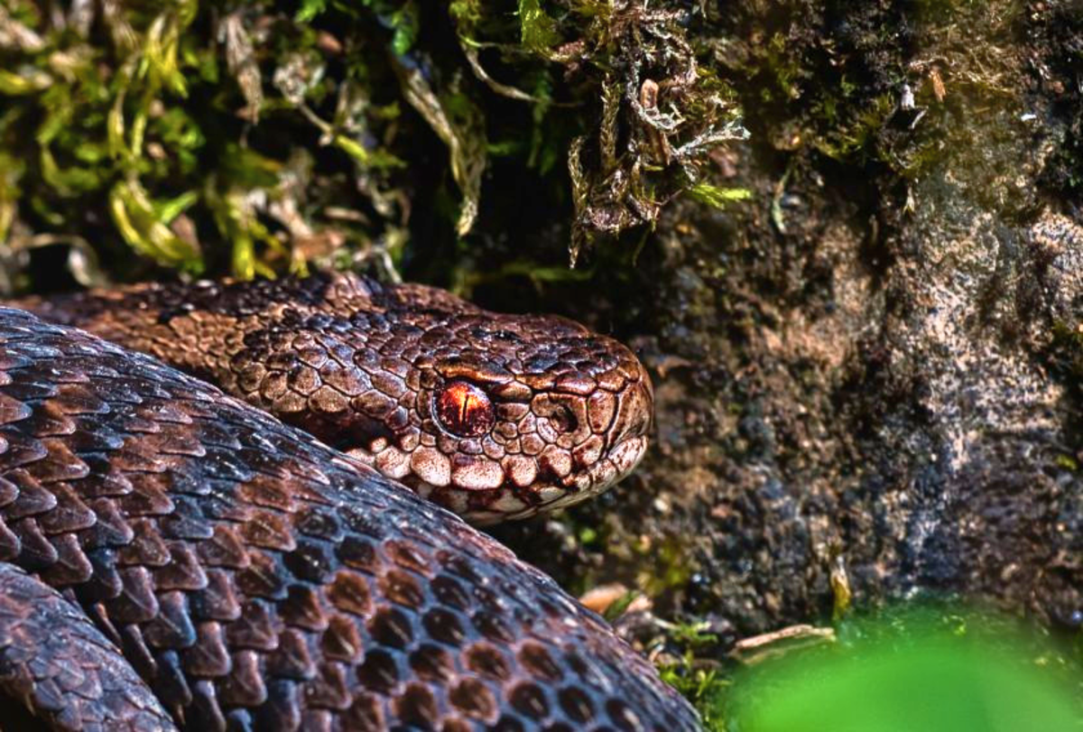 How to Determine Whether or Not a Snake Is Venomous (9 Ways)