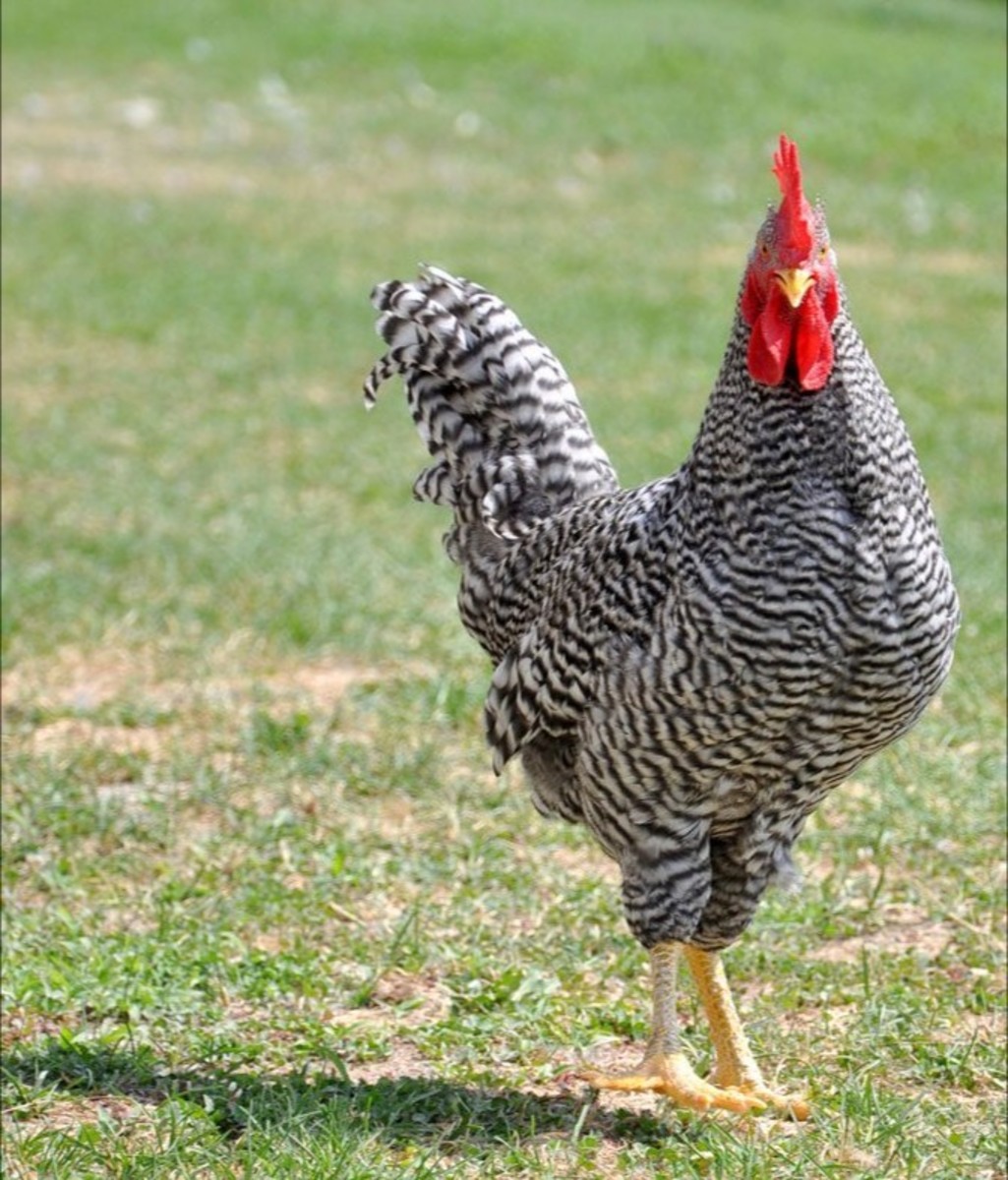 Kuroiler Chicken Farming Kuroiler Chicken Farming
