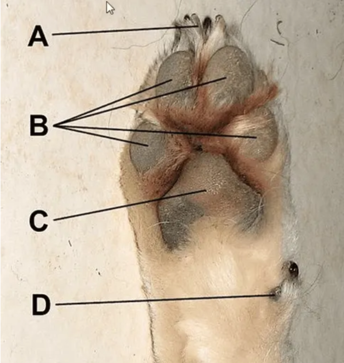 Dewclaw Removal in Dogs Is It Really Necessary? PetHelpful