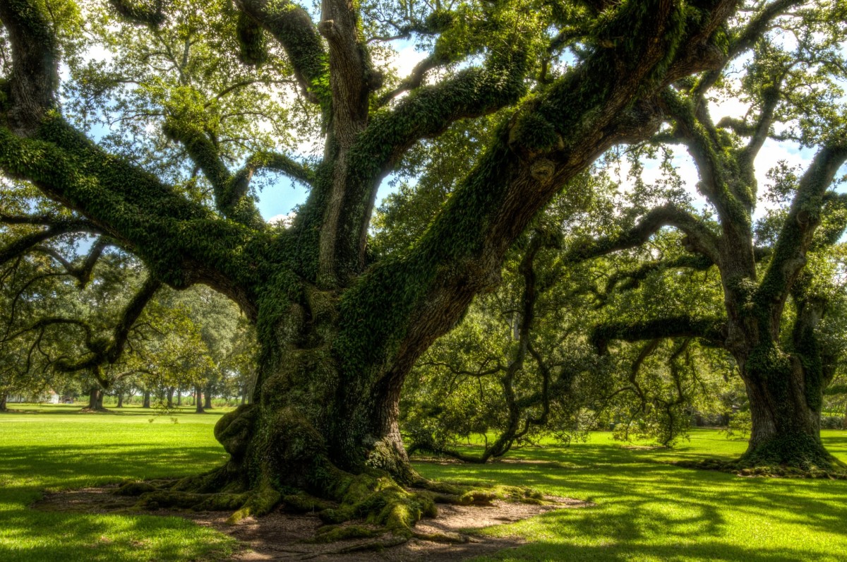 Oak is a valued tree in Celtic society.