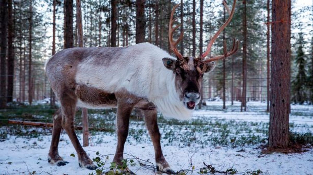 4 Of Santa’s Reindeer Reveal Their Favorite Horror Movies! - Hubpages