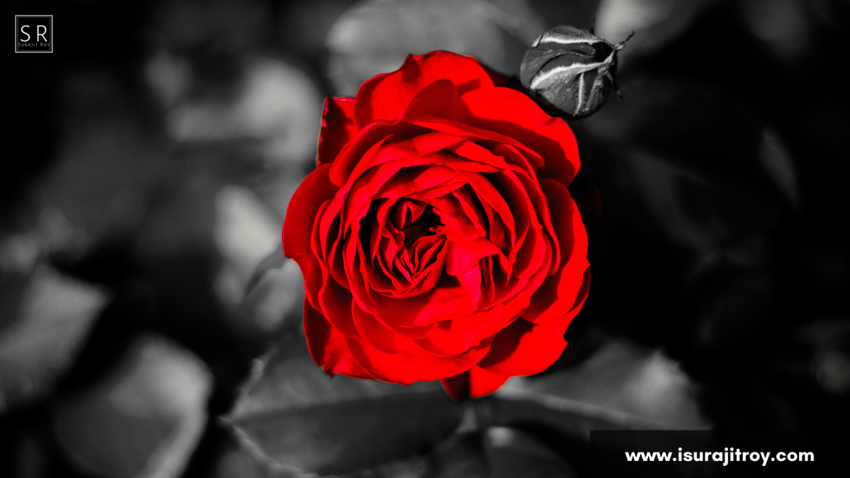 A red rose with dark black background.
