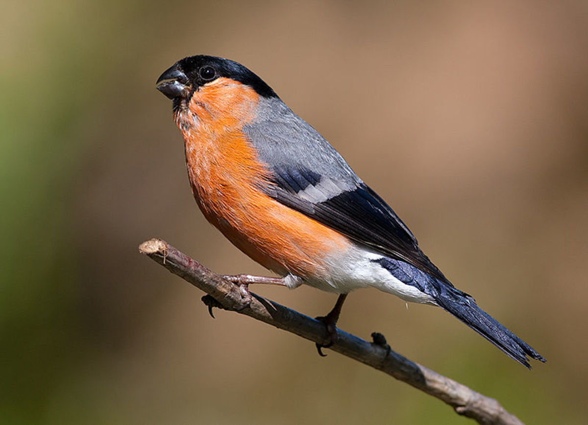 The Bullfinch: Is It Really A Pest?