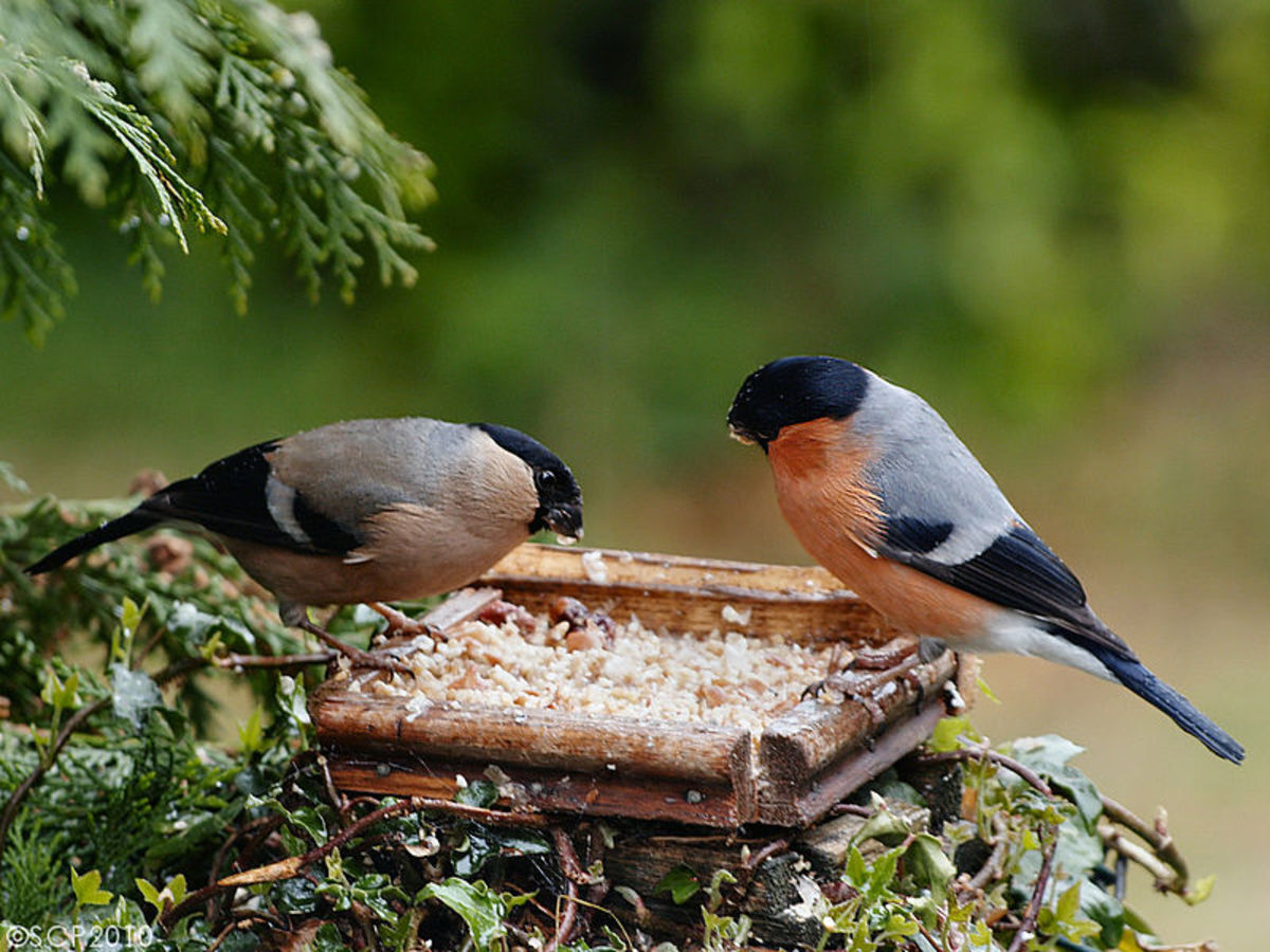 Let's preserve the Azores Bullfinch | Indiegogo