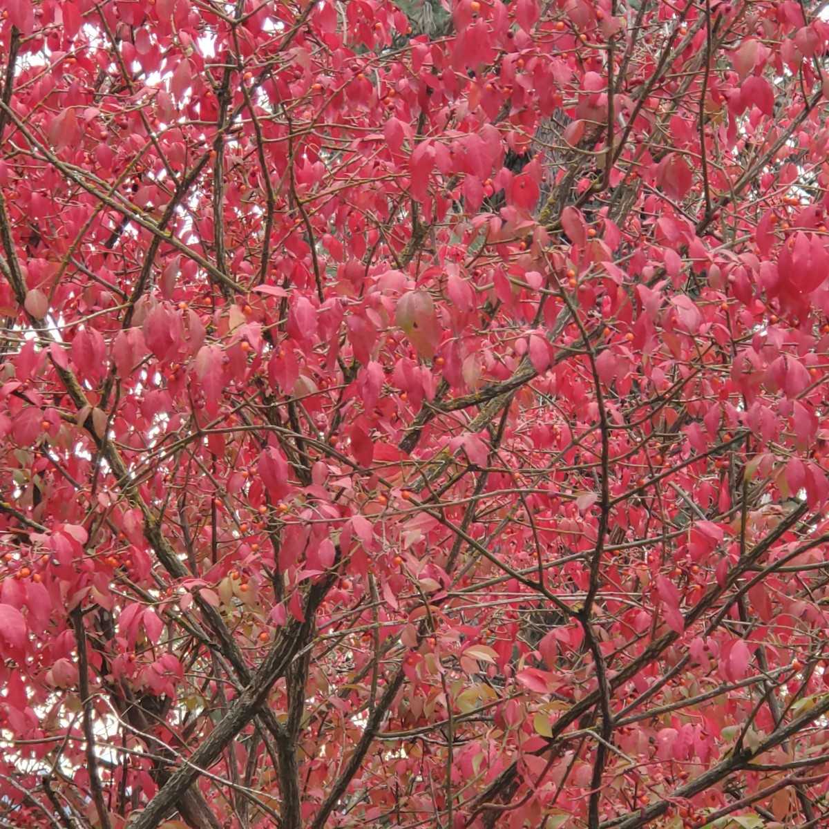 The Seasons in Terza Rima Verses