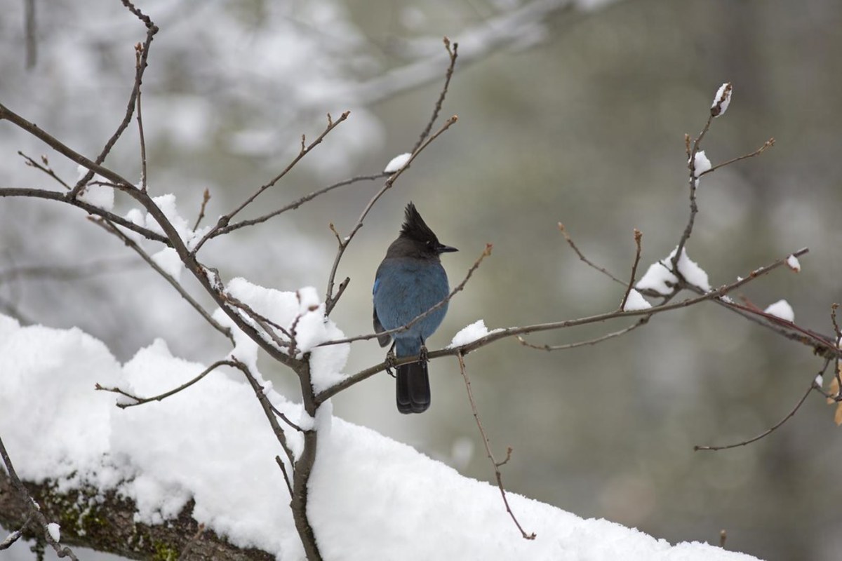 Blue Jays and the Great American Backyard Bird Count