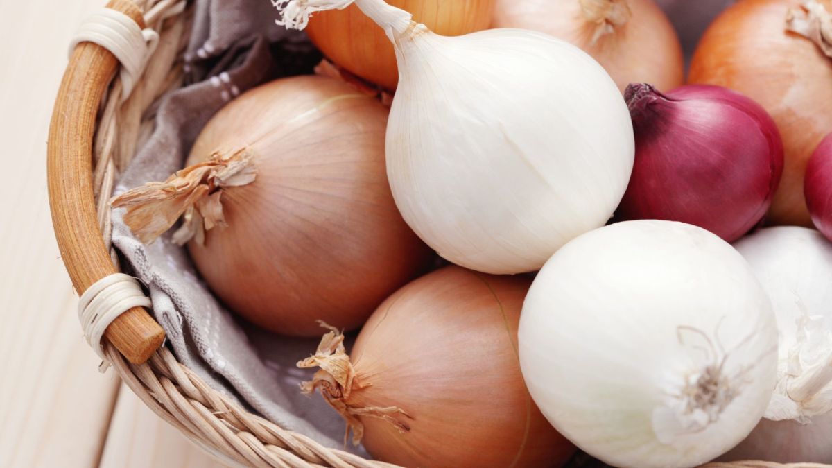 Onion Toxicity in Dogs The Signs You Should Look For HubPages