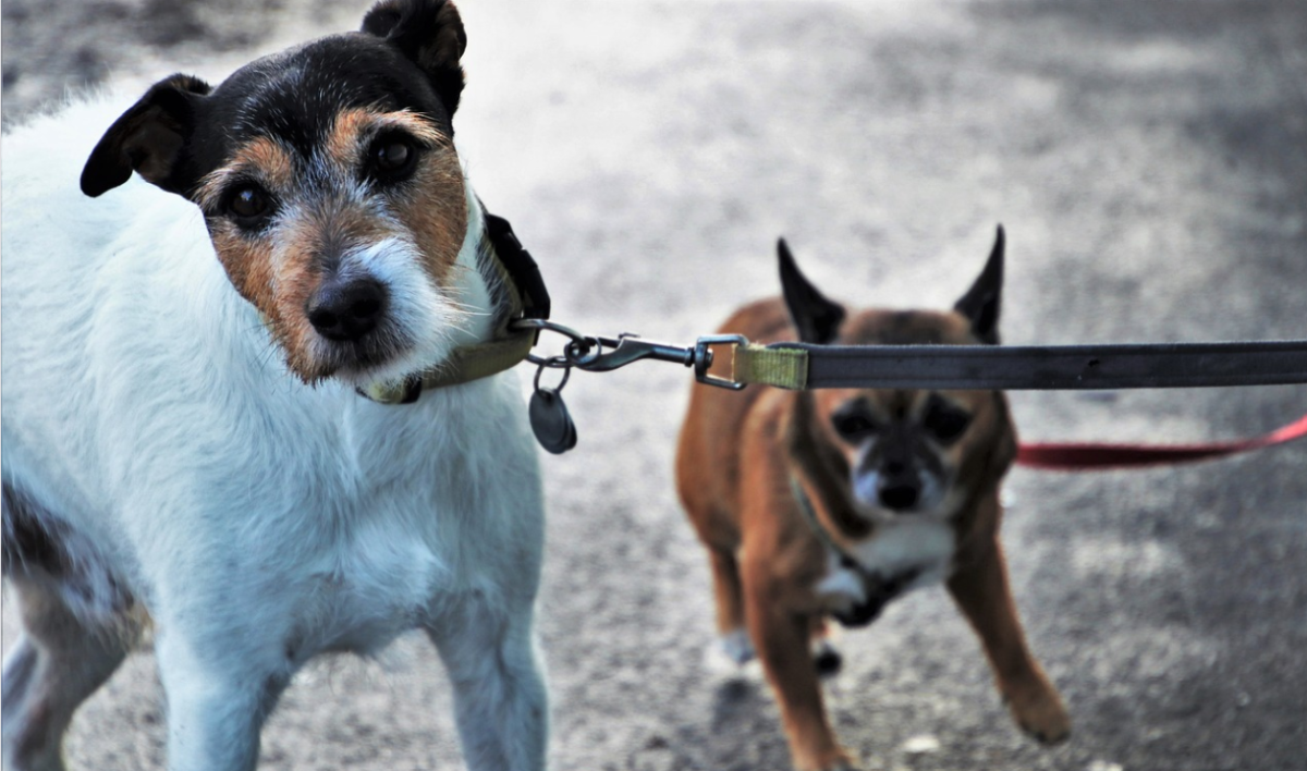 Walking two reactive dogs on leash is not for the faint of heart